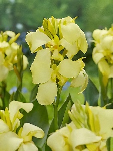 Канна Шайнинг Лемон 1шт (КолЛайн)