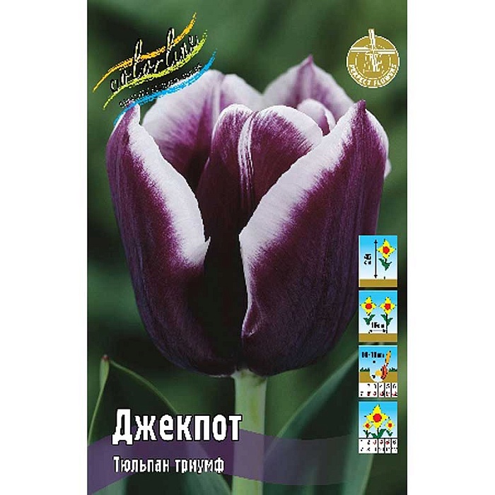 Тюльпан Джекпот 11/12 1шт (КолЛайн ) 8шт/уп