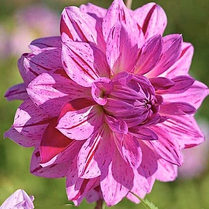 Георгина Принс Карнавал 1шт (КолЛайн)