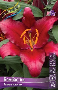 Лилия Бомбастик 16/18 1шт (КолЛайн) 3шт/уп