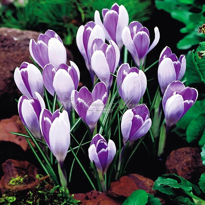 Крокус Вангард 7/8  1шт (КолЛайн) 5шт/уп
