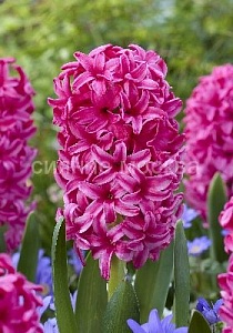 Гиацинт Сильвестр 14/15 1шт (Садовита)