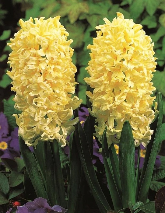 Гиацинт Голден Краун 14/15 1шт (Садовита) 3шт/уп 