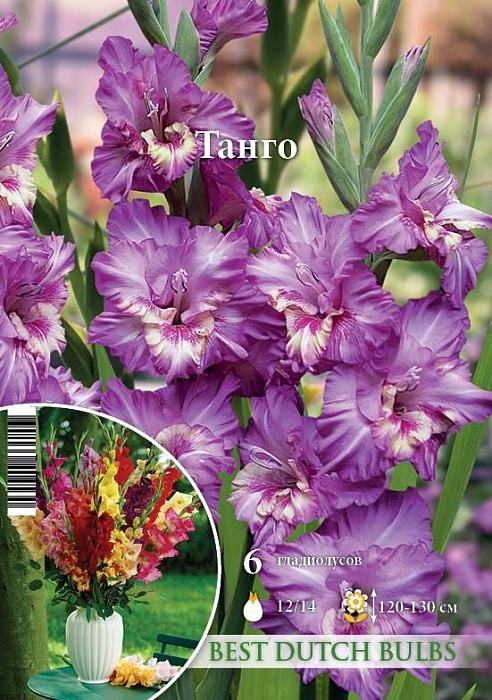 Гладиолус Танго 12/14 1шт (НК) 6шт/уп