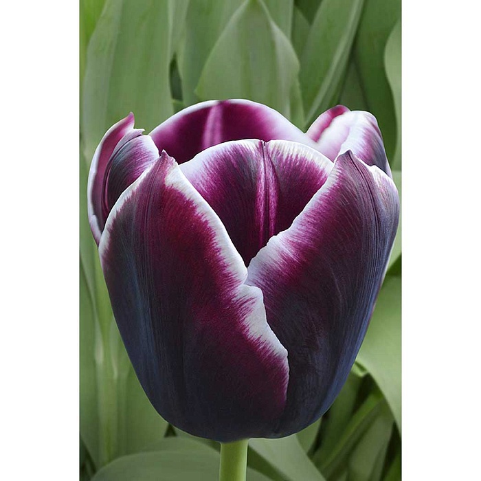 Тюльпан Джекпот 11/12 1шт (Садовита) 8шт/уп