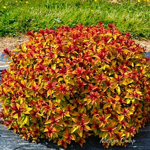 Спирея Мерло Стар 1шт (КолЛайн)