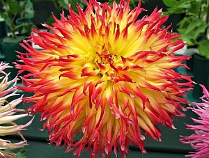 Георгина Пайнлэндс Пэм 1шт (КолЛайн)