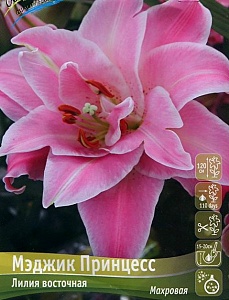 Лилия Мэджик Принцесс 12/14 1шт (КолЛайн) 5шт/уп