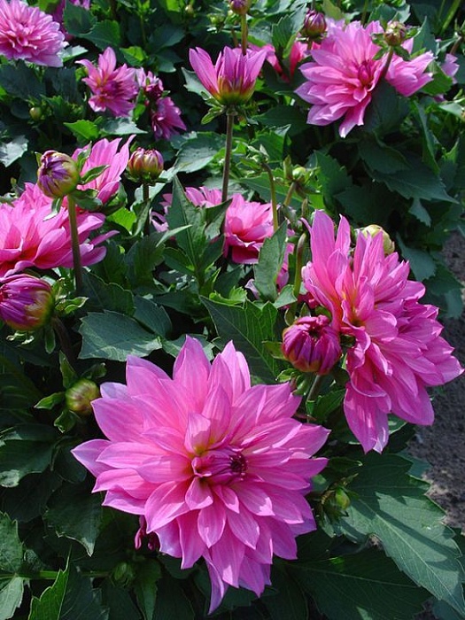 Георгина Гэллери Ренуар 1шт (КолЛайн)