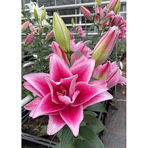 Лилия Roselily&Джасмина 12/14 1шт (КолЛайн) 