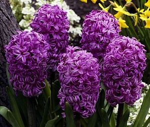 Гиацинт Перпл Сенсейшн 1шт (КолЛайн) 