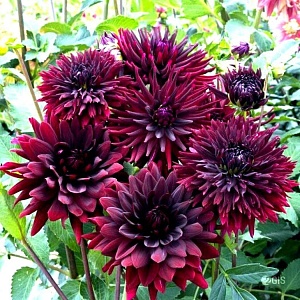 Георгина Блэк Тач 1шт (КолЛайн)