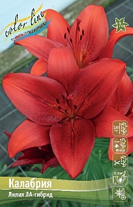Лилия Калабрия 12/14 1шт (КолЛайн) 7шт/уп