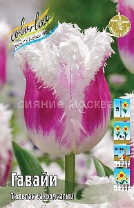 Тюльпан Гавайи 1шт (КолЛайн) 2шт/уп