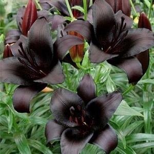 Лилия Найтрайдер 12/14 1шт (КолЛайн)