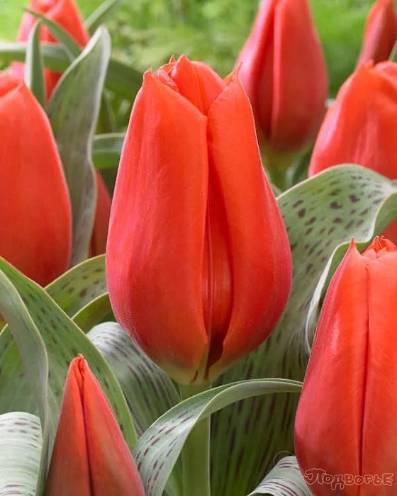 Тюльпан Джиант Оранж Санрайз 1шт (КолЛайн) 3шт/уп