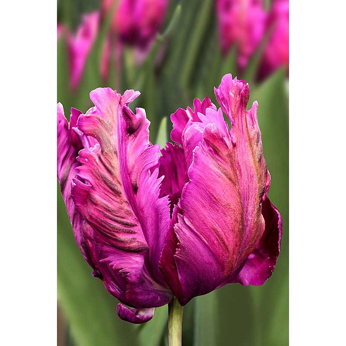 Тюльпан Пэррот Негрита 11/12 1шт (Садовита) 7шт/уп