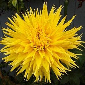 Георгина Энкор 1шт (КолЛайн)