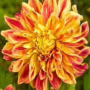 Георгина Сан Экспложн 1шт (КолЛайн)