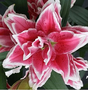 Лилия Roselily&Саманта 12/14 1шт (КолЛайн) 3шт/уп