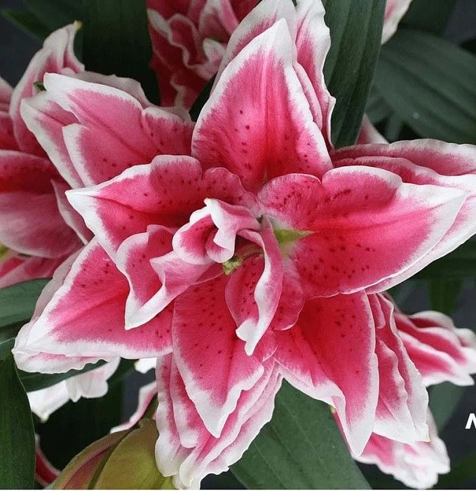 Лилия Roselily&Саманта 12/14 1шт (КолЛайн) 3шт/уп