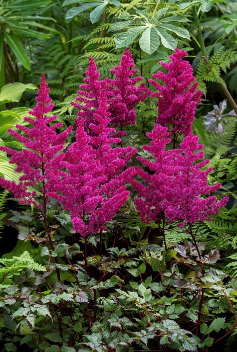 Астильба Вижион Вулкано 1шт (КолЛайн)