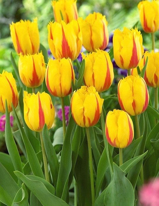 Тюльпан Фламенко 11/12 1шт (КолЛайн) 8шт/уп