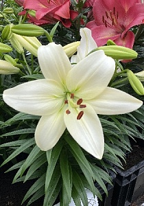 Лилия Саммер Сноу 10/12 1шт (КолЛайн) 5шт/уп