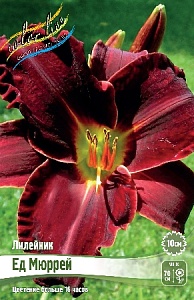 Лилейник Ед Мюррей 1шт (КолЛайн)
