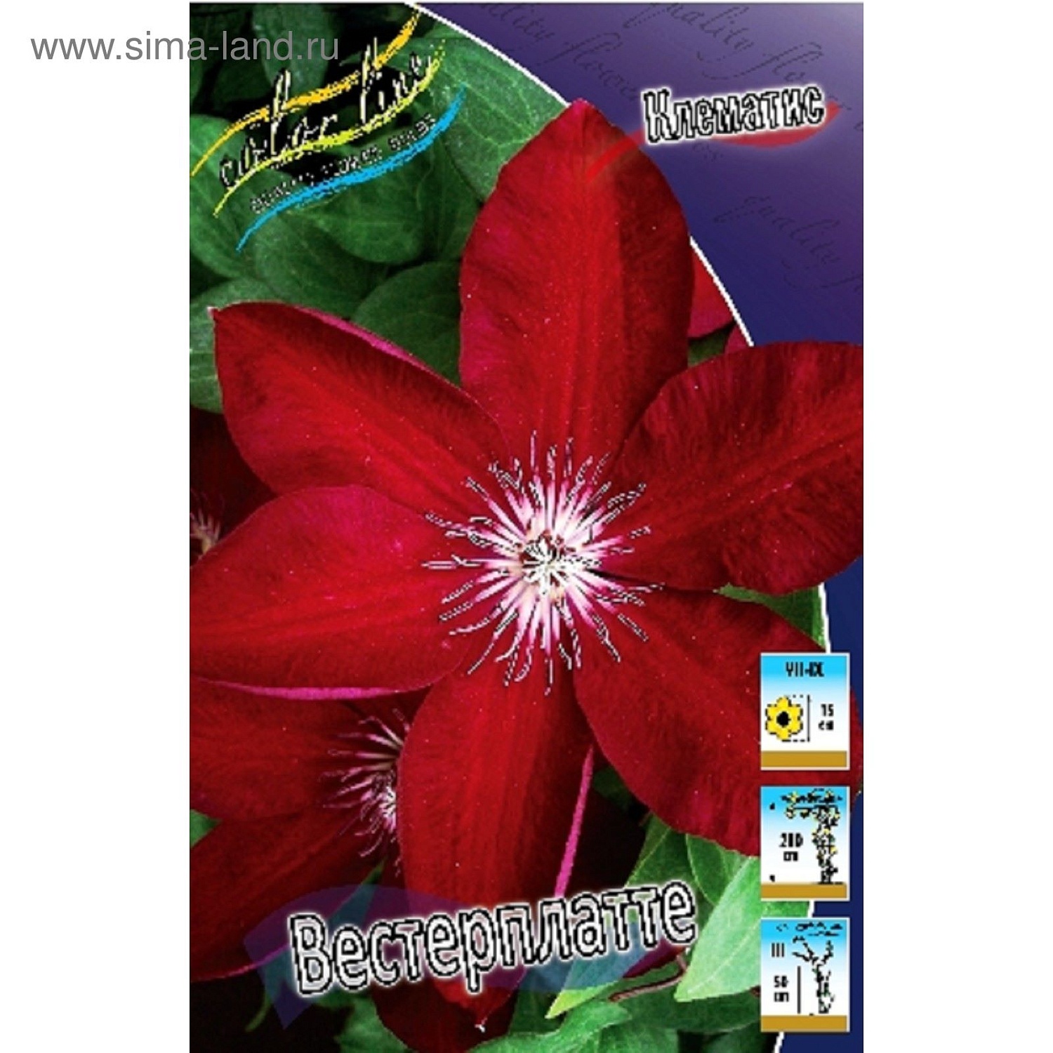 Клематис Вестерплатте 1шт (КолЛайн) 2шт/уп