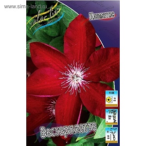 Клематис Вестерплатте 1шт (КолЛайн) 2шт/уп