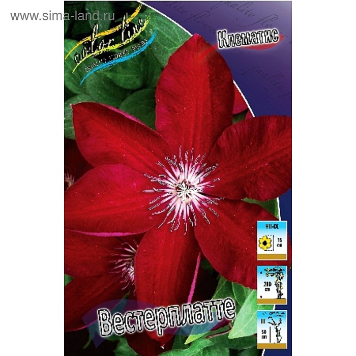 Клематис Вестерплатте 1шт (КолЛайн) 2шт/уп