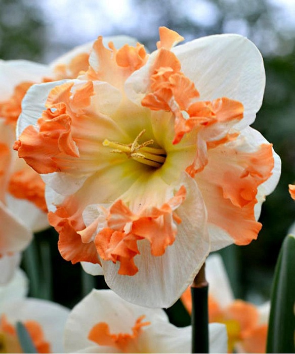 Нарцисс Санни Герлфренд 12/14 1шт (КолЛайн) 3шт/уп