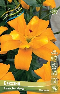 Лилия Бэкхэнд 12/14 1шт (КолЛайн) 5шт/уп