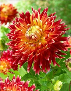 Георгина Акита 1шт (КолЛайн)