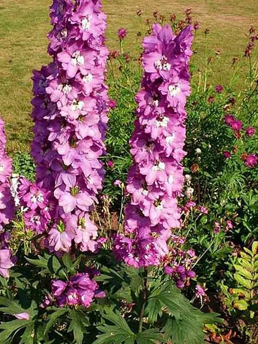 Дельфиниум Меджик Фонтейн Пинк 1шт (КолЛайн) 