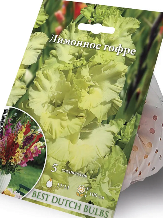 Гладиолус Лимонное гофре 12/14 1шт (НК) 5шт/уп