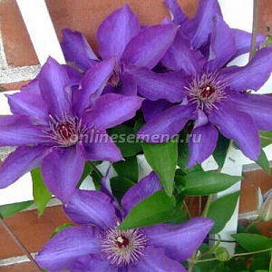 Клематис Президент 1шт (КолЛайн)
