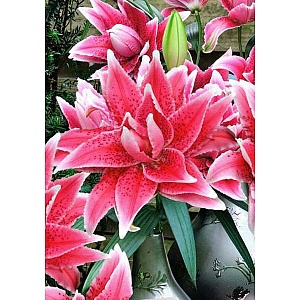 Лилия Roselily&Лорена 12/14 1шт (КолЛайн) 