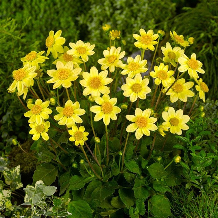 Георгина Топ микс Желтый 1шт (КолЛайн)