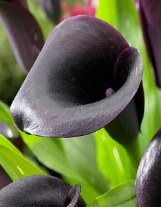 Калла Одесса 1шт (КолЛайн) 2шт/уп