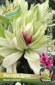 Лилия Мистери Дрим 10/12 1шт (КолЛайн) 3шт/уп