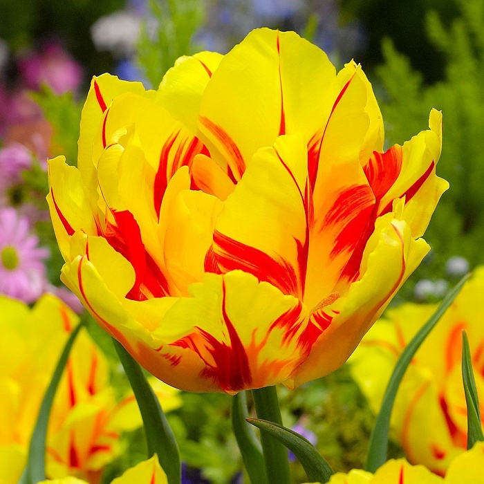 Тюльпан Монселла 11/12 1шт (Садовита) 7шт/уп