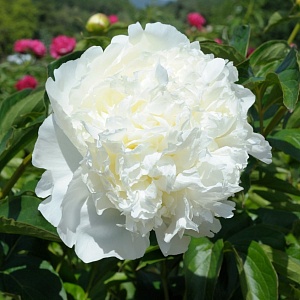 Пион Брайдл Гаун 1шт (КолЛайн)