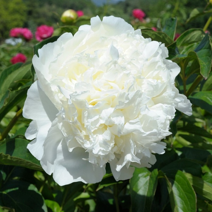 Пион Брайдл Гаун 1шт (КолЛайн)