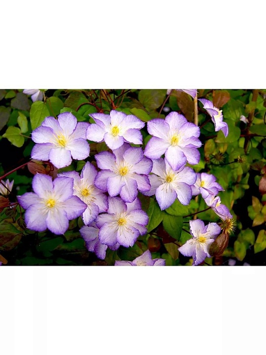 Клематис Лаки Шарм 1шт (КолЛайн)