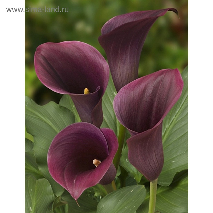 Калла Капитан Промис 1шт (Садовита) 2шт/уп