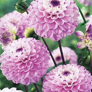 Георгина Дженова 1шт (КолЛайн)