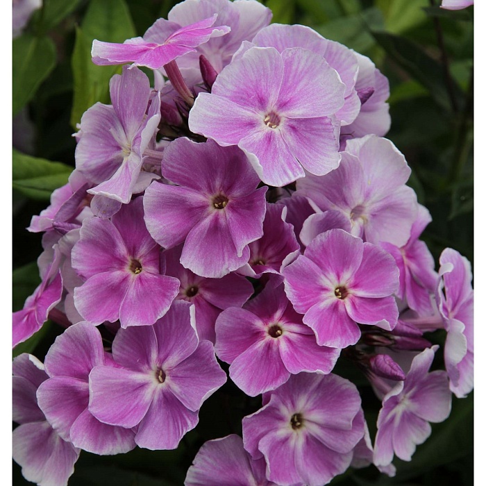 Флокс Мисс Элли 1шт (КолЛайн) 2шт/уп