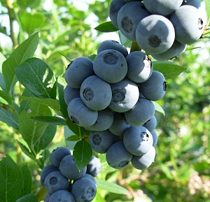 Голубика Бригита Блю 1шт (КолЛайн)